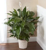 8" Potted Peace Lily Plant