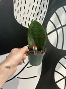 4" whale fin — the plant gays