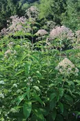 Hollow Joe pye weed