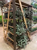 10″ Tradescantia Hanging Basket