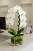 High Style Classic Orchid in Design Container