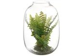 10″ Boston Fern in Glass Terrarium