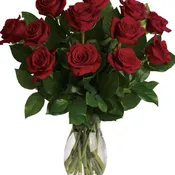 Classic Red Roses