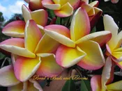 Vera Cruz Rose- Strong ROSE FRAGRANCE!