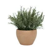 11" Rosemary Bunch in Matte Terracotta Cache Pot