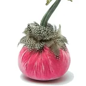 5" Bubblegum w/Guinea Feather Collar