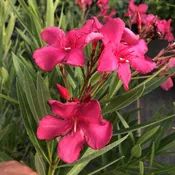 Austin Pretty Limits® Oleander (Nerium)