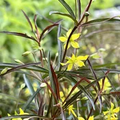 Lysimachia purpurea