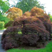Acer palmatum 'Red Select' ~ Red Select Japanese Maple