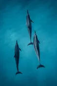 Tripod (Spinner Dolphin Pod) – Natural Light Hawaii Photo Print