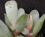 ADROMISHCUS CULTIVAR HUMMEL’S SILVER