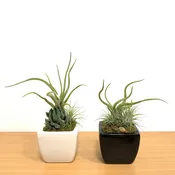 3″ x 3″ Promo Vase With Air Plants & Succulent