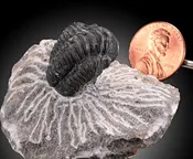 1"-1.5" Proetus Triliobite