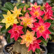Adenium Phoenix, Desert Rose, Grafted