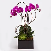 Double Orchid Plant