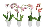 5in Phal. Asst. Orchid in Eco Pot 13/pk
