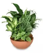 GIFT OF GREEN