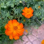 Sulphur Cosmos Bright Lights — Harvest Home Flowers