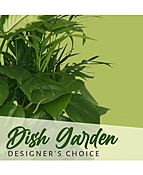 DISH GARDEN