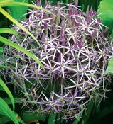 Alliums – christophii