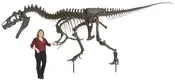 Allosaurus sp. BIG AL TWO Skeleton – Display Replica