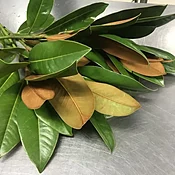 MAGNOLIA — AUSTIN FLOWER MARKET
