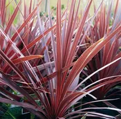10" Cordyline Red Sensation