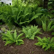 10 Shade Fern Plants Starter Pack
