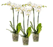 5in Phal White in Grow, 18/pk