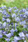Agapanthus africanus Blue
