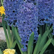 Blue Jacket Fragrant Giant Hyacinth