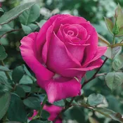 All My Loving™ — Weeks Roses