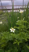 Anemone virginiana