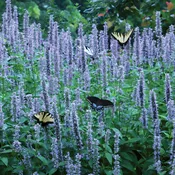 Agastache Blue Fortune