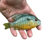 1-3″ REDEAR SUNFISH, EA