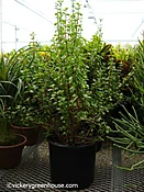 Portulacaria Afra Jade