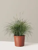 Adagio Maiden Grass