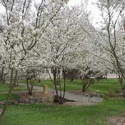 Amelanchier laevis<br>Serviceberry