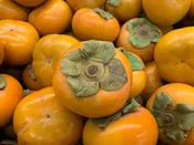 Fuyu Persimmon Tree