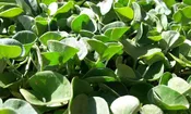 Dichondra Seed