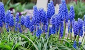 Muscari Armeniacum Blue