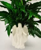 ANGEL WINGS