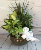 10" CERAMIC DISH GARDEN W/ BOW