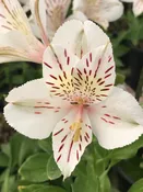 Alstromeria White
