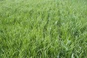Byron’s Spring Triticale