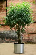 Ficus Alii