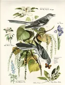 1957 ARTHUR B. SINGER | Mockingbird Print — LINDELL FLOWER FARM