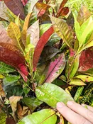 Aurora Croton Plant (codiaeum variegatum)