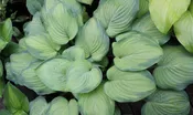 Ambrosia Hosta PPAF