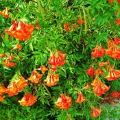 Madame Galen Trumpet Creeper